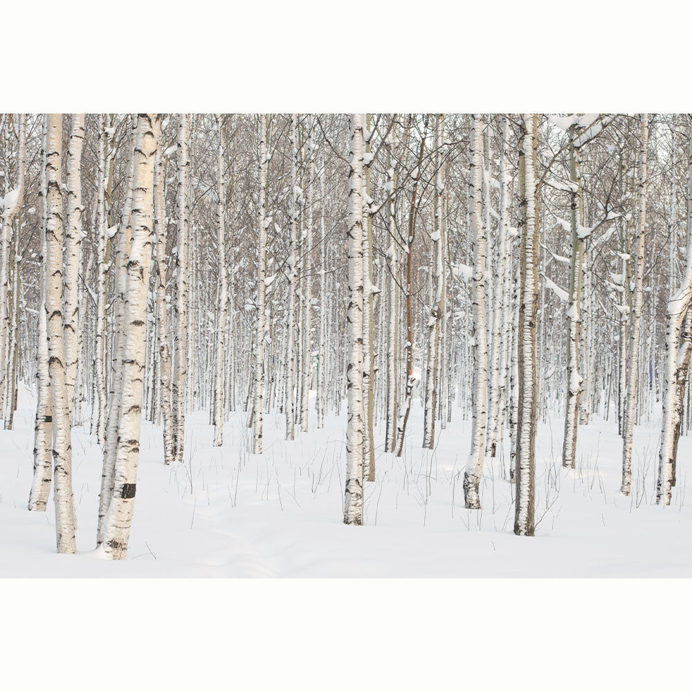 FOTO INVERNAL ABEDULES