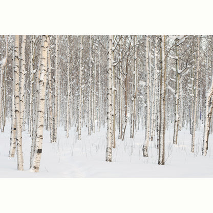 FOTO INVERNAL ABEDULES